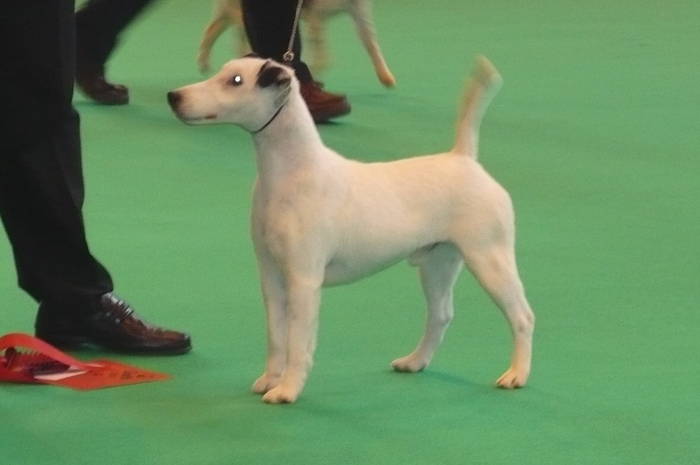 P1050482 - crufts 2009 smooth fox  and wire