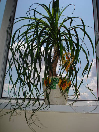 NOLINA - FLORILE MELE