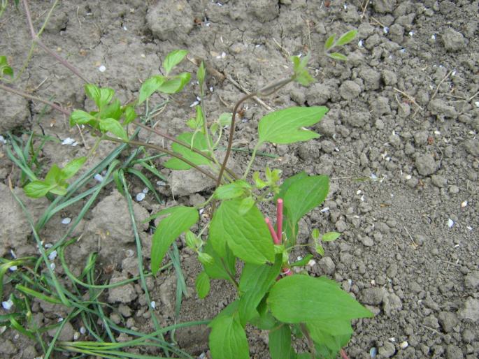 clematita Hagley hibrid - flori de gradina