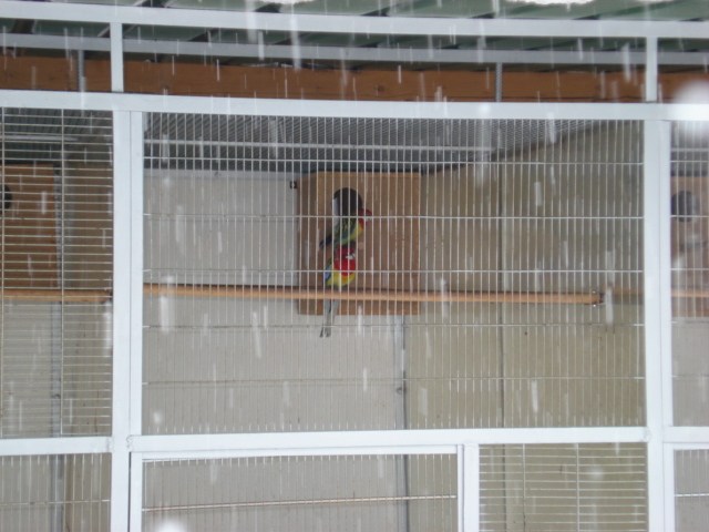 mascul rosella standard - perusi rahau-alba