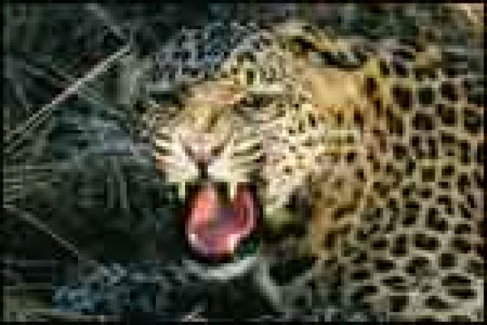 leopard - Feline