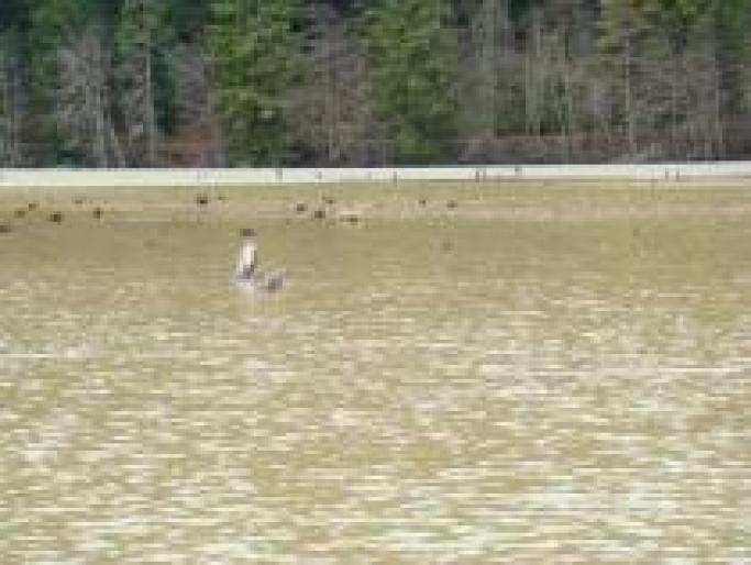 ISCJVOEFLLLVDFYABDT - ROMANIA-CEAHLAU-LACUL BICAZ-LACUL ROSU