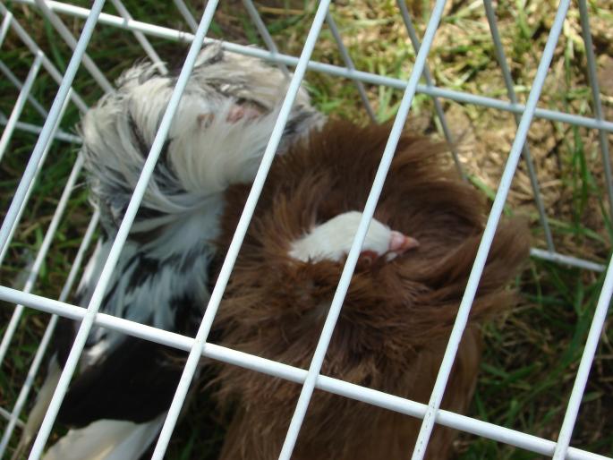 DSC00691 - 18-05-2008