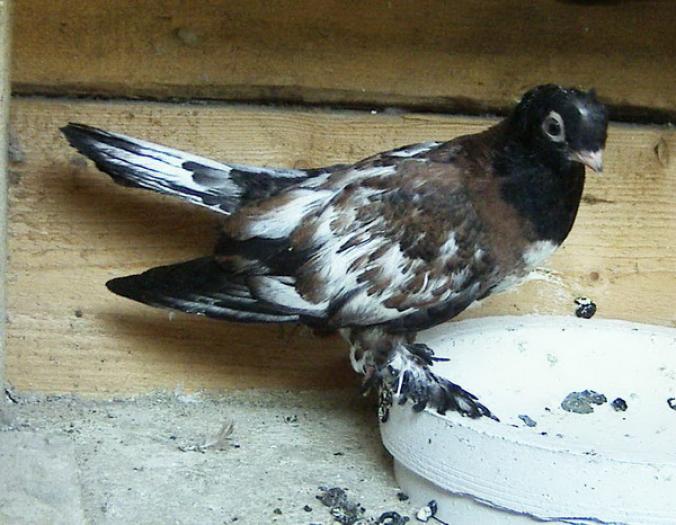 penciled(Jucator de Botosani,pu0i - Culorile Porumbeilor NET