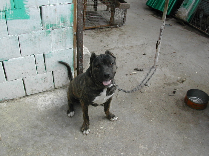 DSCN2856 - my pitbull CORA