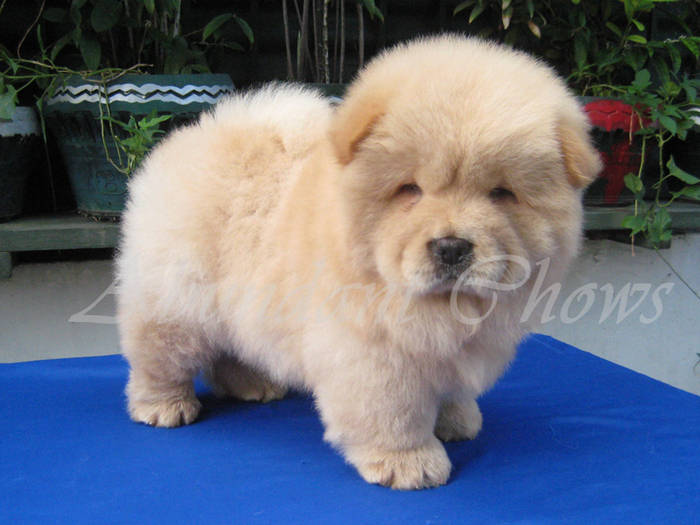 chow-1 - Concurss 9 dog CHOW-CHOW PUDDY