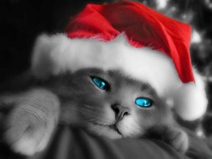 Christmas_Cat - ce nota acordati 2