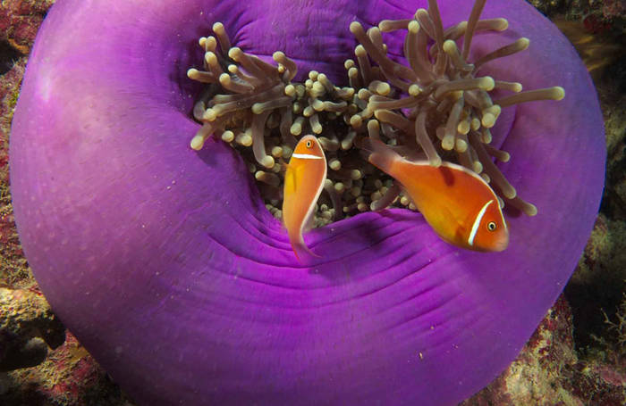 purple-anemone[1] - animale acvatice