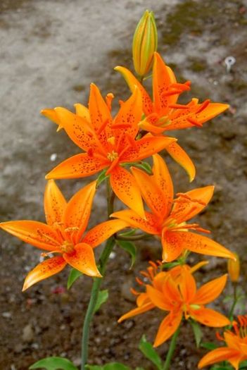 400px-Lilium_tsingtauense - Flori de lilyum