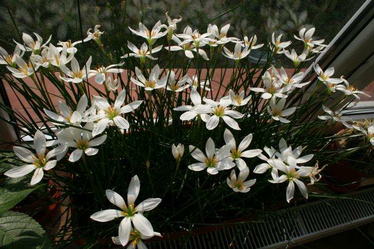 zephyrantes; fam. amaryllidaceae
