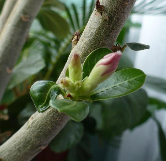 boboci adenium - Caudiciforme