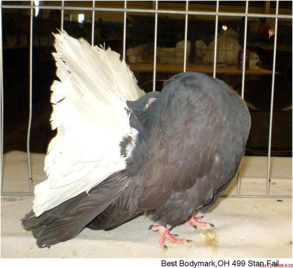 negru cu coada alba - cea mai frumoasa rasa de porumbei