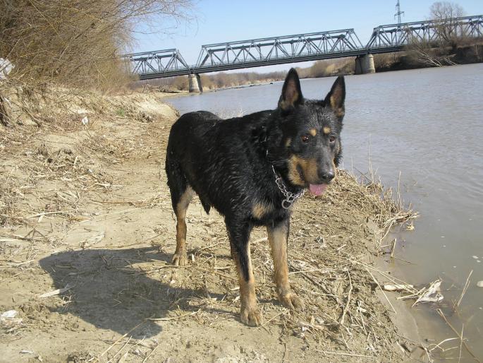 P3040117 - Nero-Rasa Beauceron