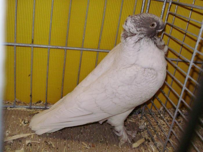 13857 blond  brown 1 - 1505 partea 6