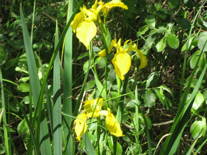 IMG_3433 - salcim I si II 2009