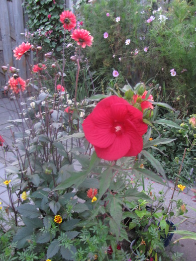 Hibiscus Moscheutos 11 sept 2009 (1) - hibiscus gradina