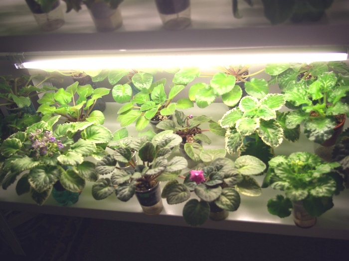 SG105545 - 2013 - Rafturi-Grup