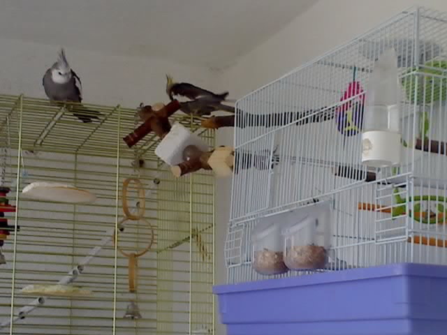 21-05-09_0844 - nimfele mele