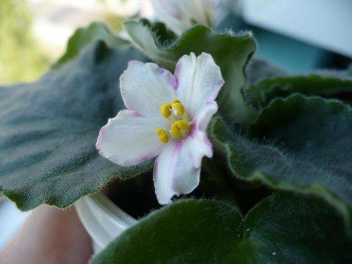 Susie Sunshine detaliu floare - Violete africane