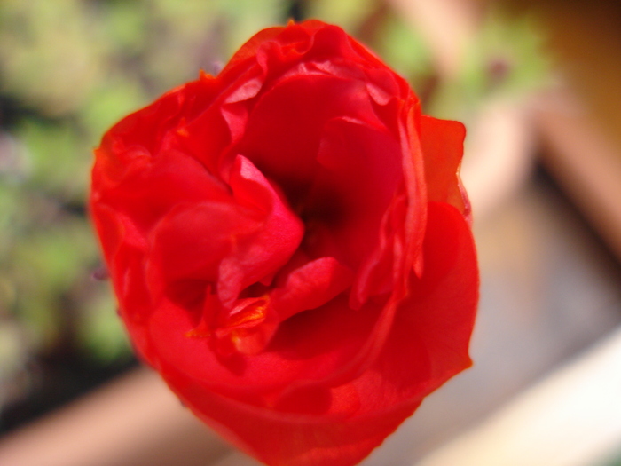 Red Portulaca (2009, Sep.12)