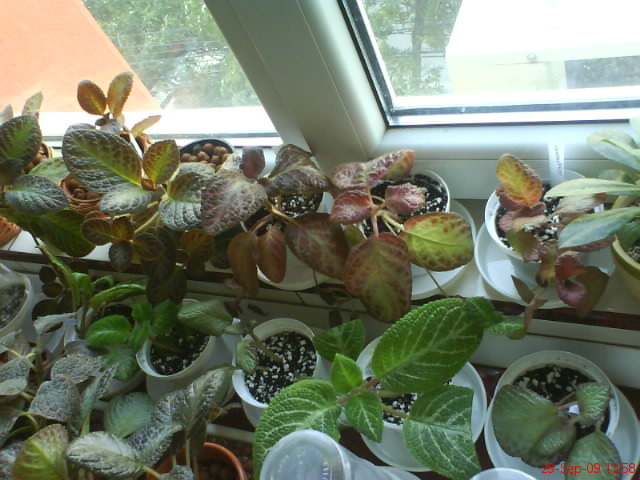 Episcii - poza grup; Episcii - poza grup
