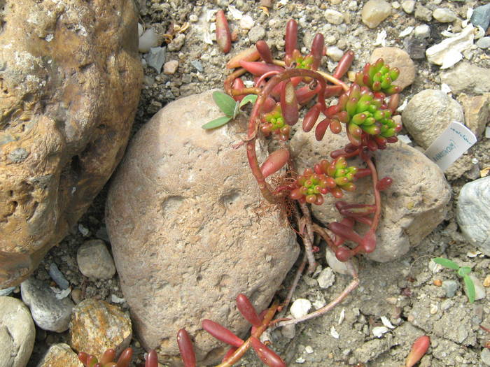 IMG_4849 - Cactusi la mosie aprilie 2009