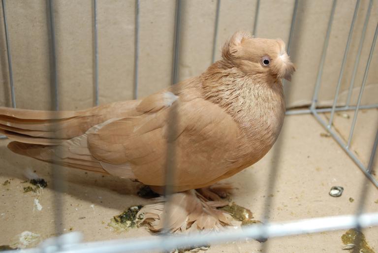 DSC_3814 - Campioni Expo TM2