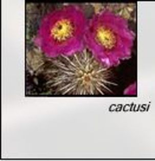 flori de cactusi - Natura