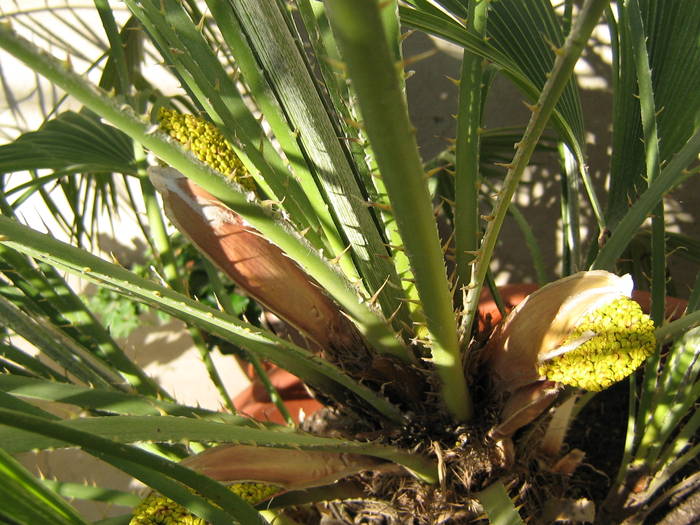 boboci de flori - palmieri