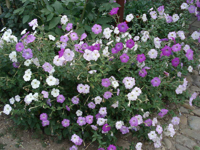 se inmultesc de la an la an - florile bunicii