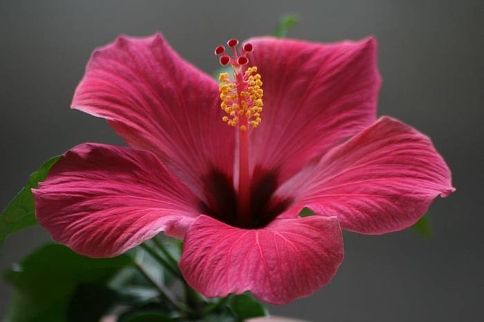 Hibiscus Cairo rosa - plante 2009
