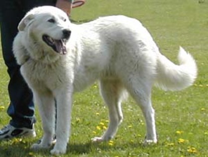 picut2m - campioni ciobanesc romanesc