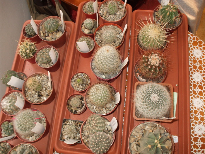 DSCF0849 - cactusii mei