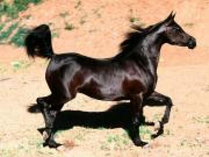 Bint Faloo, Arabian Mare - animale si flori