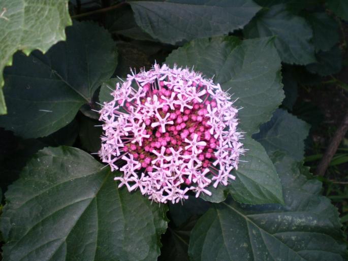 Clerodendron bungei.