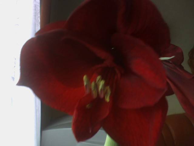 IMG_0188; Hipeastrum Benfica
