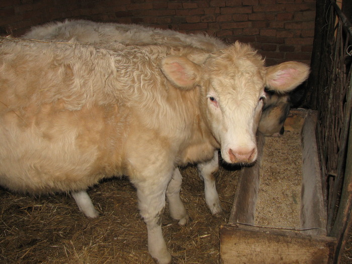 Fetita la desert - Vaci de carne - tineret femel