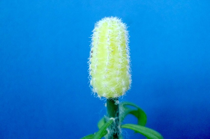 Chamaecereus silvestrii - galben - Plante altoite