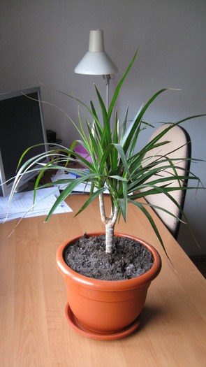 IMG_3687 - Dracena