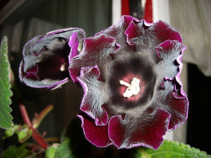 Gloxinia neagra