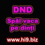 dnd spal vaca pe dinti