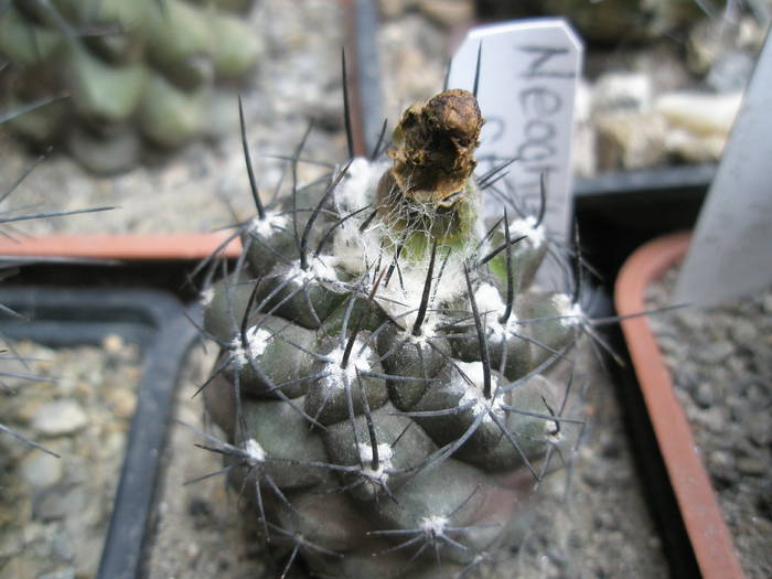 Neochilenia crispa - FRUCTE de cactusi si suculente