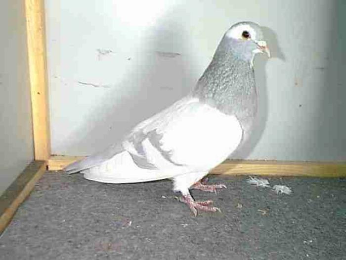 milkyblue - Culorile Porumbeilor NET