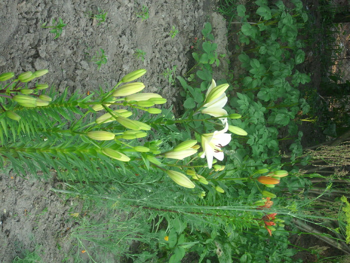 DSCI0640 - flori din gradina mea