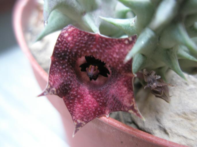 floare de Huernia macrocarpa - Suculente 2008