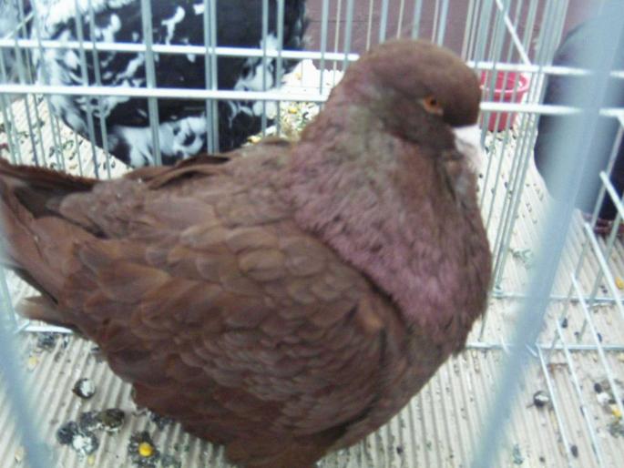 mondain red 2 - 1502 partea 3