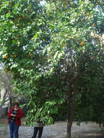 Picture 356; Nicosia de Sud
