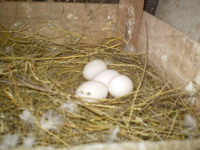 mai rar am 2 porumbite care stau cu randu pe oua pe masculi nu-i lasa:)):)):)) - 7 femele VOIAJORII 2008