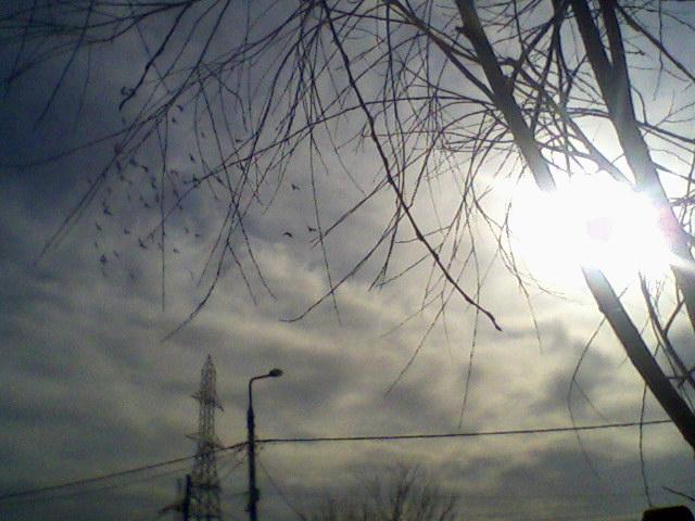 Fotografii-0055 - Porumbeii mei calatori