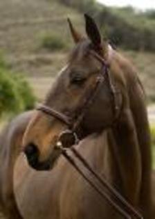 i love horses - CINE IUBESTE CAII